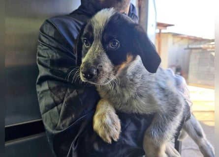 Ornix - so eine Färbung hat die Welt noch nicht gesehen!