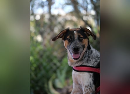 Ornix - so eine Färbung hat die Welt noch nicht gesehen!