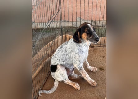 Ornix - so eine Färbung hat die Welt noch nicht gesehen!