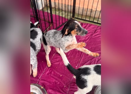 Ornix - so eine Färbung hat die Welt noch nicht gesehen!