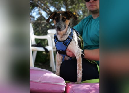 Ornix - so eine Färbung hat die Welt noch nicht gesehen!