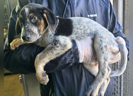 Ornix - so eine Färbung hat die Welt noch nicht gesehen!