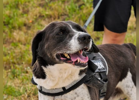 Bretonen-Mix ROBIN – soll das Tierheim verlassen dürfen !!