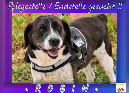 • FREUNDLICHER • BRETONEN MISCHLING • ROBIN •