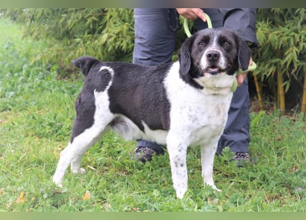 Bretonen-Mix ROBIN – soll das Tierheim verlassen dürfen !!