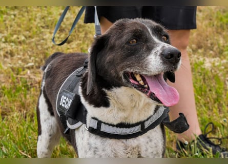 Bretonen-Mix ROBIN – soll das Tierheim verlassen dürfen !!