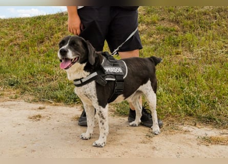 Bretonen-Mix ROBIN – soll das Tierheim verlassen dürfen !!