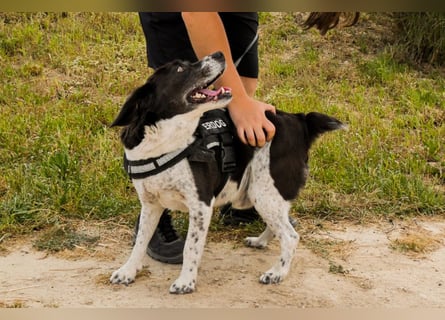 Bretonen-Mix ROBIN – soll das Tierheim verlassen dürfen !!