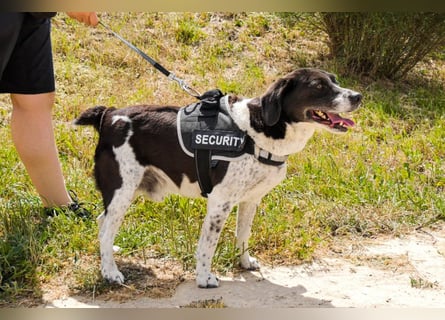 Bretonen-Mix ROBIN – soll das Tierheim verlassen dürfen !!