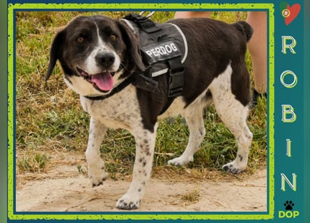 Bretonen-Mix ROBIN – soll das Tierheim verlassen dürfen !!