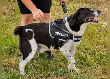 Bretonen-Mix ROBIN – soll das Tierheim verlassen dürfen !!