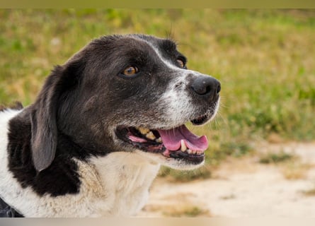 Bretonen-Mix ROBIN – soll das Tierheim verlassen dürfen !!
