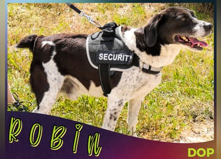 Bretonen-Mix ROBIN – soll das Tierheim verlassen dürfen !!