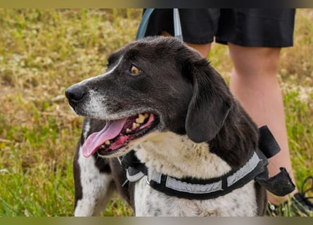 Bretonen-Mix ROBIN – soll das Tierheim verlassen dürfen !!