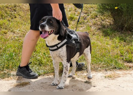 Bretonen-Mix ROBIN – soll das Tierheim verlassen dürfen !!