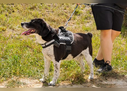 Bretonen-Mix ROBIN – soll das Tierheim verlassen dürfen !!