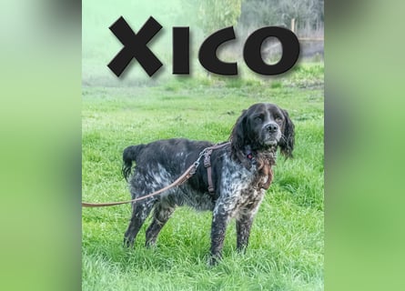 Xico – treuer Gefährte auf der Suche nach einem Zuhause