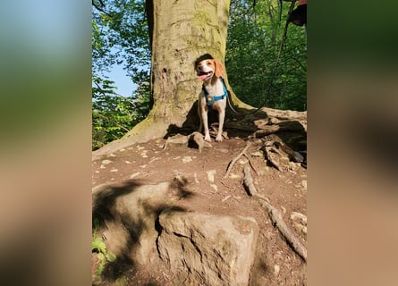 Bretonin sucht neuen Wirkungskreis