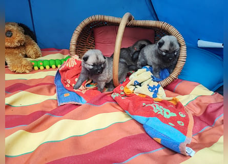 Eurasier Welpen abzugeben