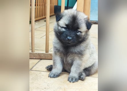 Eurasier Welpen abzugeben