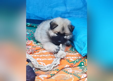 Eurasier Welpen abzugeben