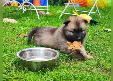 Eurasier Welpen abzugeben