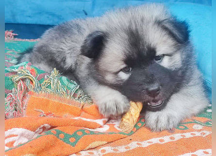 Eurasier Welpen abzugeben