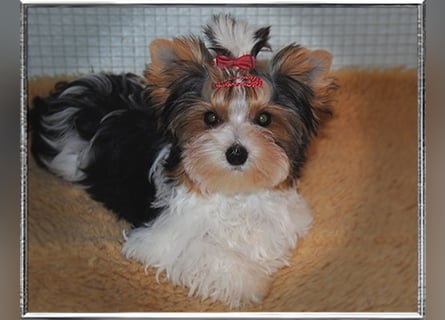 Yorkshire Terrier Welpen -verschiedene Farbgebungen u. Größen