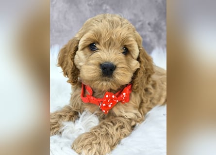 Schöne Cockapoo-Welpen
