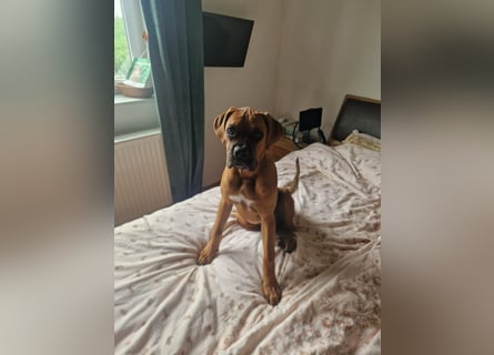 Wunderschöne Boxerwelpen!