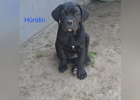 Presa Canario x Cane Corso