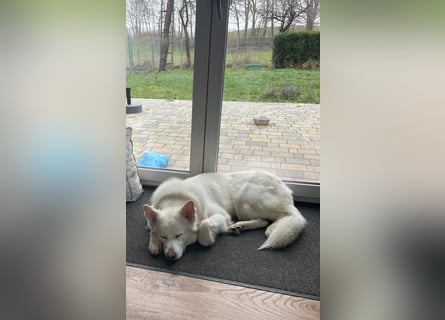 Weißer Schäferhund Rüde mit kl. Handicap