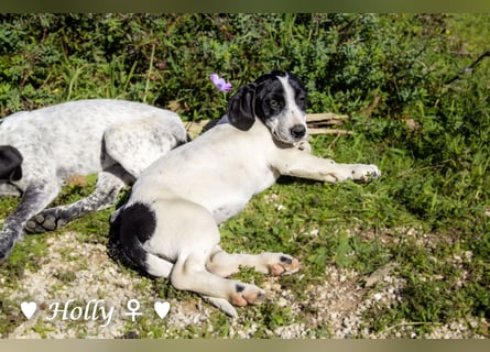 Holly, Hank und Herbie suchen ab sofort ein Zuhause
