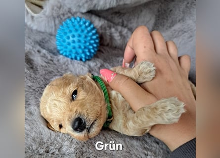 Maltipoo Welpen