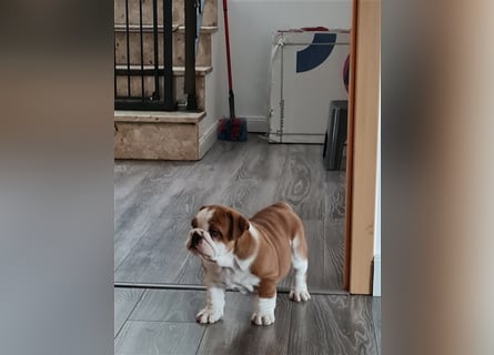 Englische Bulldogge