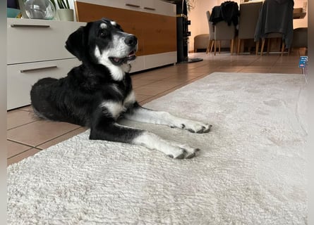 Raio sucht seinen Hof