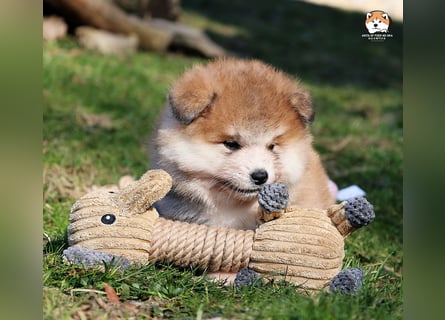* Akita Inu - Japanische Akita langhaar Welpen, FCI registriert *