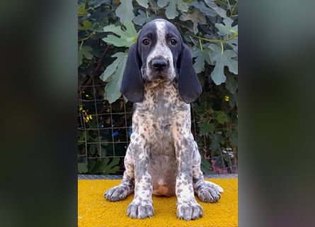 Braque d'Auvergne (Auvergne Vorstehhund) Welpe