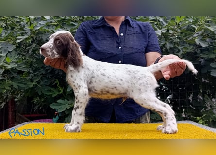 English setter Welpen (3 Rüden, 2 Hündinnen)