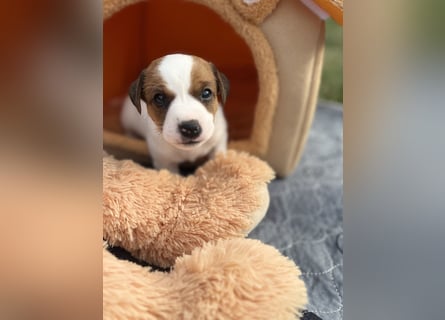 Jack Russel Terrier Welpen mit Stammbaum