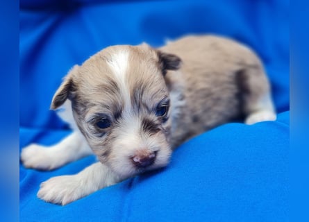 Bezaubernde Welpen aus Bolonka Zwetna und Pomeranian (Zwergspitz)