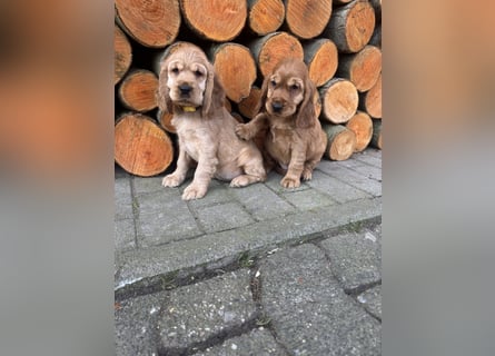 englische Cocker, Spaniel Welpen