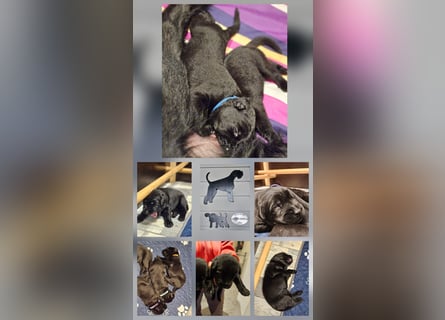 Riesenschnauzer schwarz Welpen des A-Wurf's am 02.07.25 gefallen