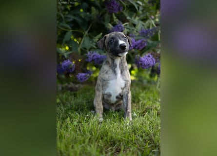 Whippet Welpen