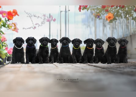 Riesenschnauzer schwarz Mrs. Gelb & Mr. Weiß