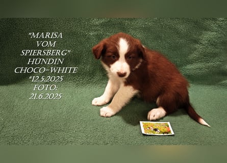 Border Collie-Welpen , black-,choco-,red-white und red-,black-merle