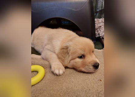 Wunderschöne Labrador-Mix Welpen