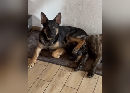 Lieber Schäferhund Rüde