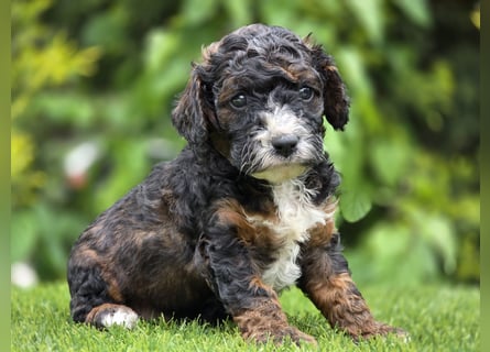 Cavapoo welpen