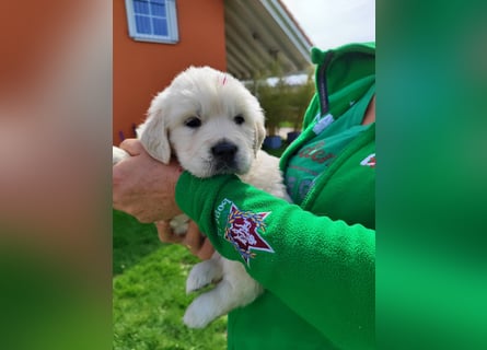 Golden Retriever Welpen